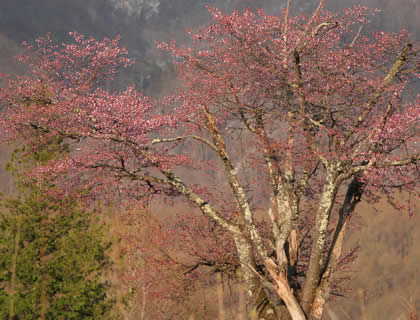 2009年4月27日宝台樹白樺コースの桜