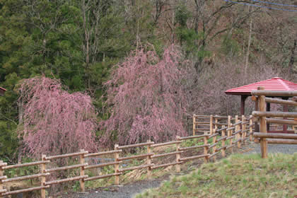 諏訪神社の枝垂桜 （しだれざくら）