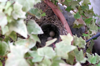吉野屋庭の花壇に出来たセキレイの巣